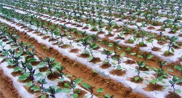 秋延晚茄子要适时早定植
