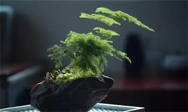 书房适宜摆设的花卉