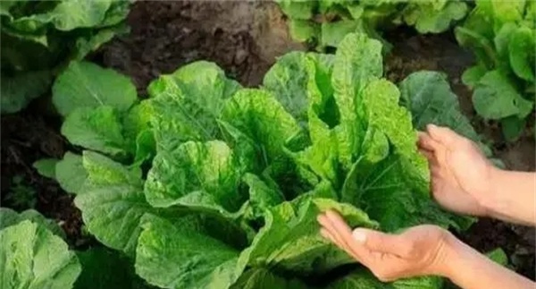 如何通过调节施肥确保大白菜包心