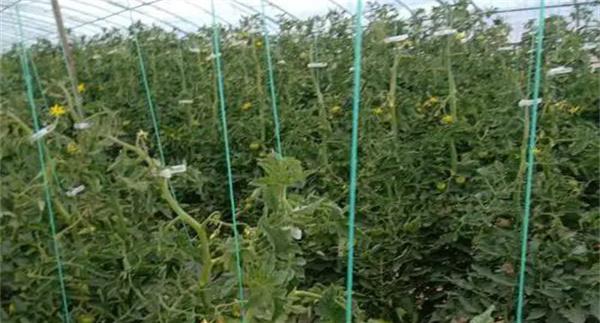 冬春茬番茄晚吊蔓注意事项