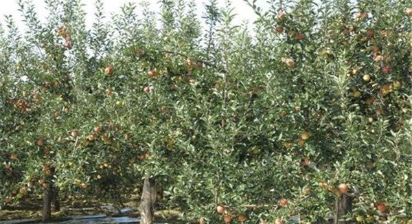 中国苹果种植历史
