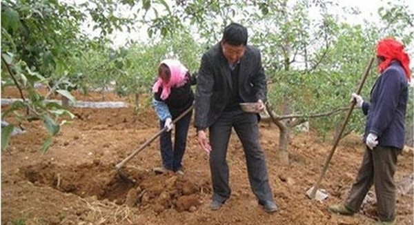 苹果树秋季施肥最佳时间