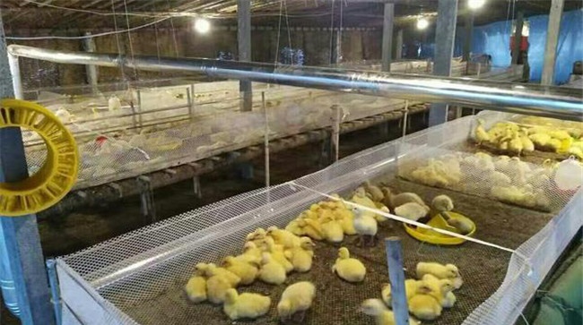 提高雏鹅成活率的技术措施