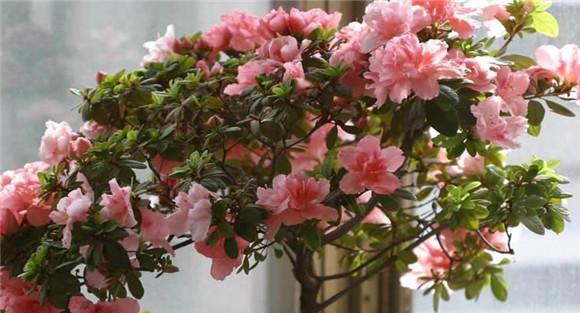 盆栽杜鹃花的盆土选择