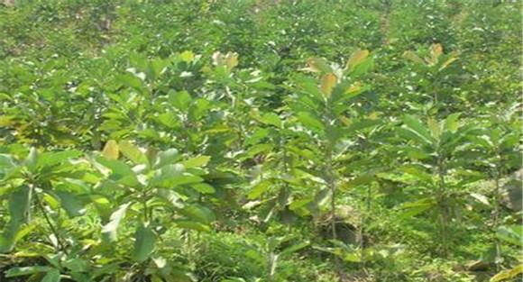 杜仲种植技术要点与具体种植步骤