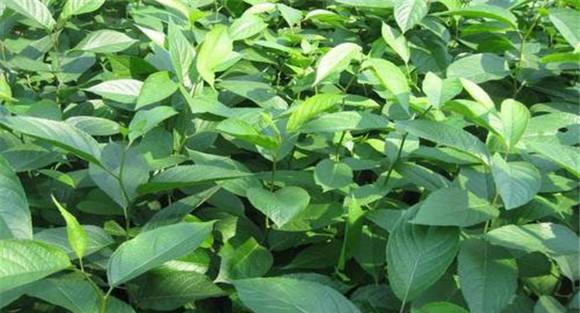杜仲种植技术要点