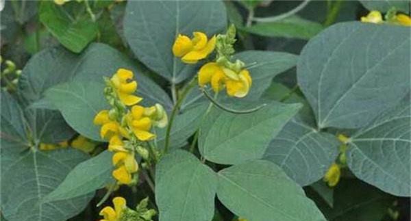 红小豆整地施肥