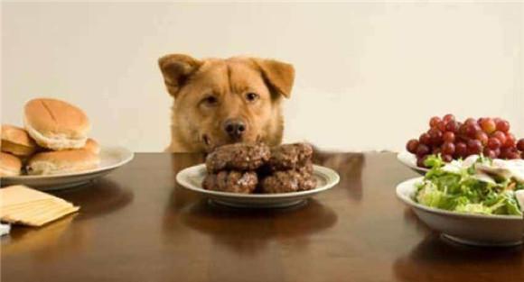 适当给犬食进行调味