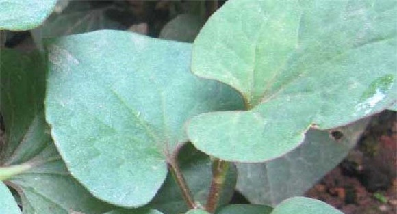 鱼腥草种植技术