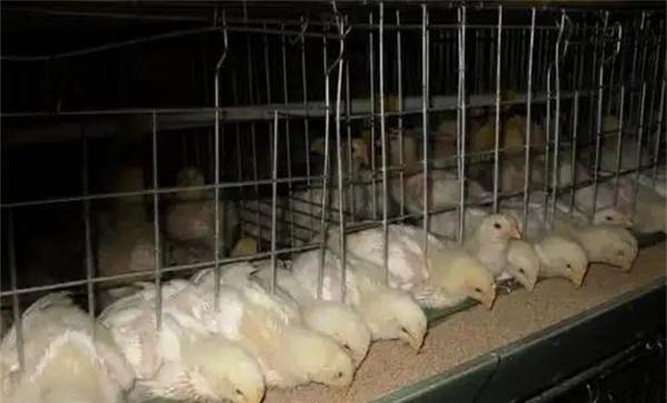 肉鸡30日龄后过料