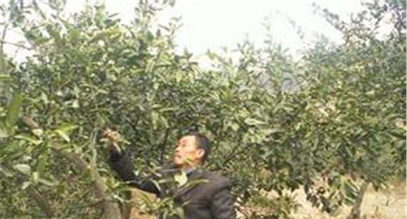 橘子树越冬如何管理