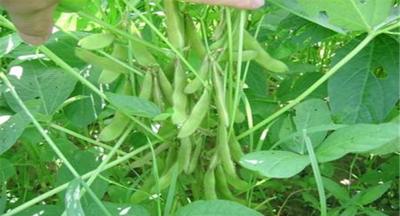 大豆田间管理目标