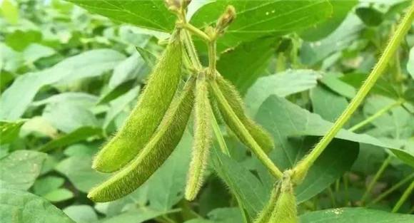 开花结荚期要加强水肥供应