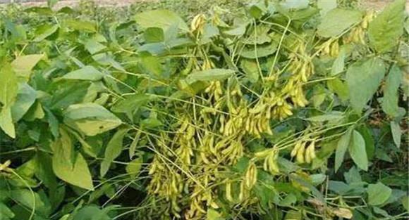 大豆谷粒成熟期要注意保叶促根