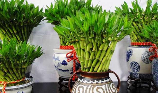 富贵竹种植方法