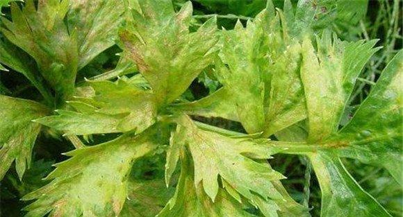 芹菜叶斑病的药剂防治