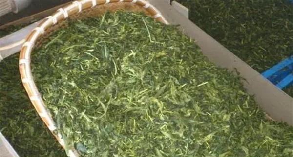 炒青绿茶加工分为哪几道工序