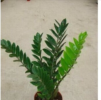 花卉种植方法
