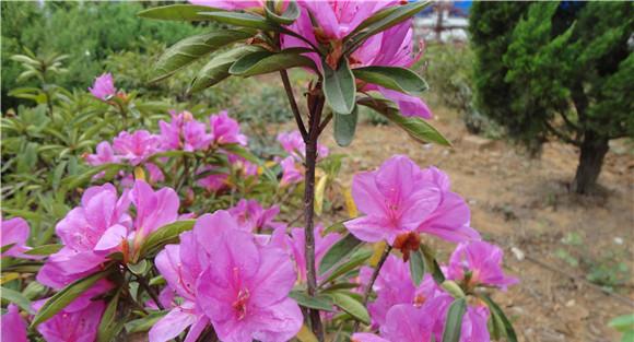 杜鹃花的养殖方法