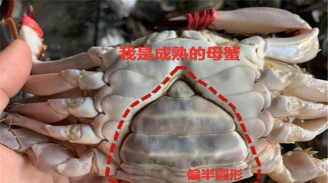 梭子蟹如何区分公母