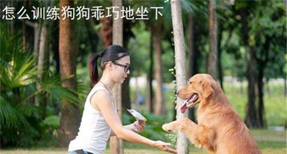 狗的训练方法及其主要训练内容