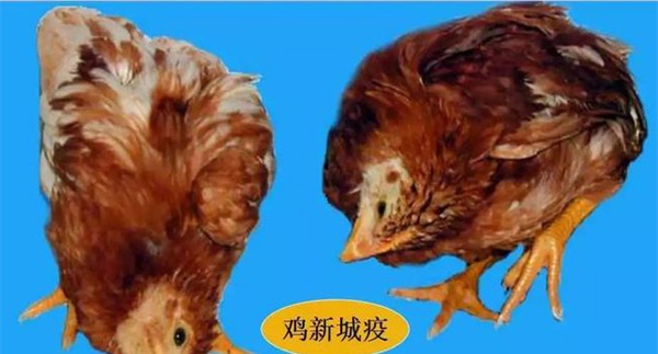 鸡呼吸道疾病有哪些