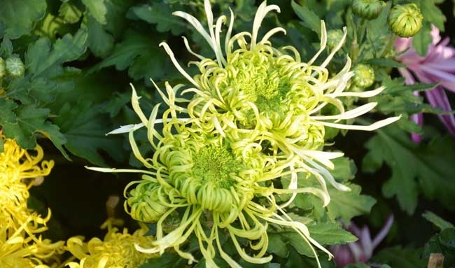菊花种类图片大全