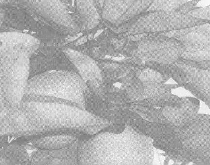 柚子茶的功效与作用