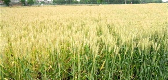 小麦何时传入中国