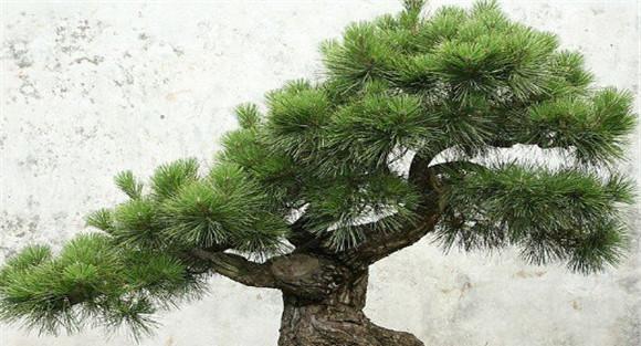 最值得收藏的盆景树种