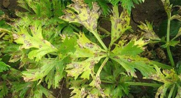 芹菜斑枯病