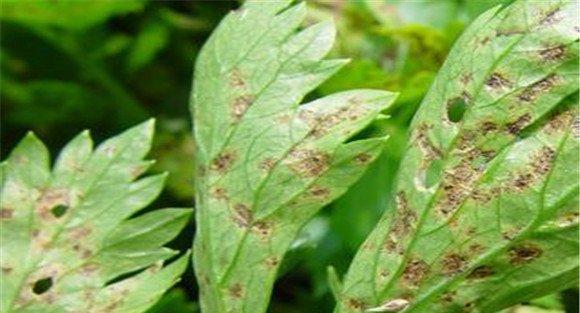 芹菜斑枯病药剂防治方法