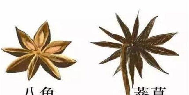 莽草和八角区别