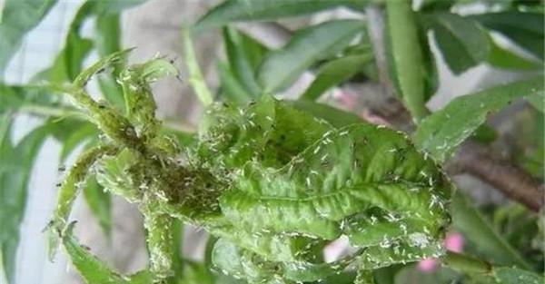 桃蚜的危害状况