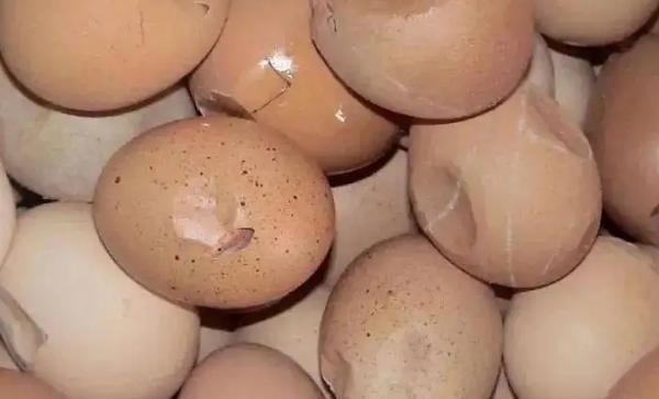 饲养母鸡的注意事项