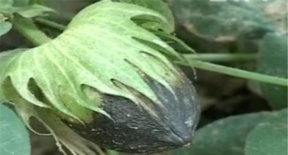 棉花烂桃怎么防治