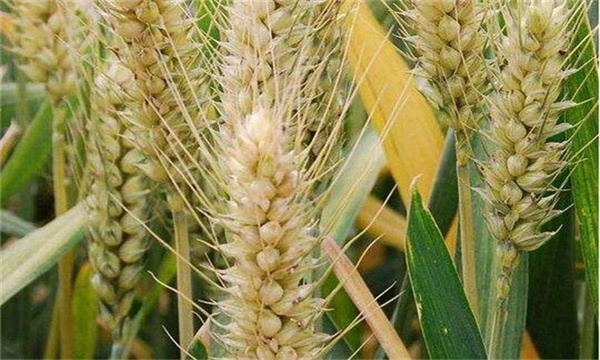 小麦扬花期气候不适