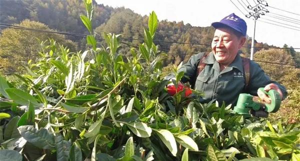改造树冠，更新复壮