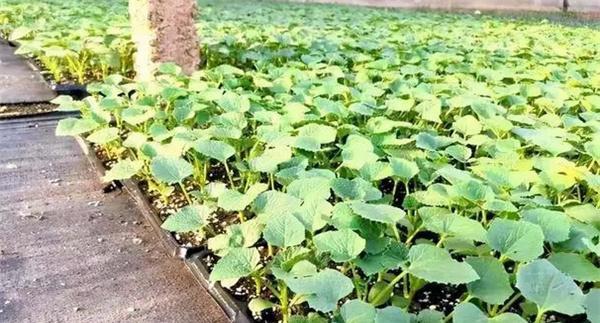 甜瓜苗出现枯芽、黄芽是什么原因