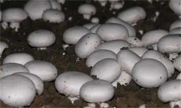 双孢菇的种类有哪些