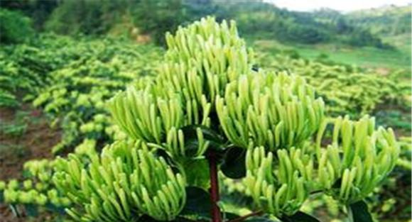 金银花如何管理与种植