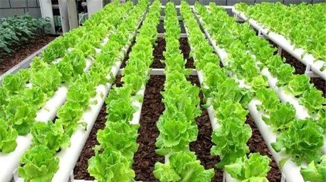 无土栽培蔬菜营养液配方举例
