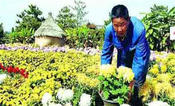 菊花的主要栽培方式有哪几种
