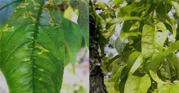 桃树细菌性穿孔病类型