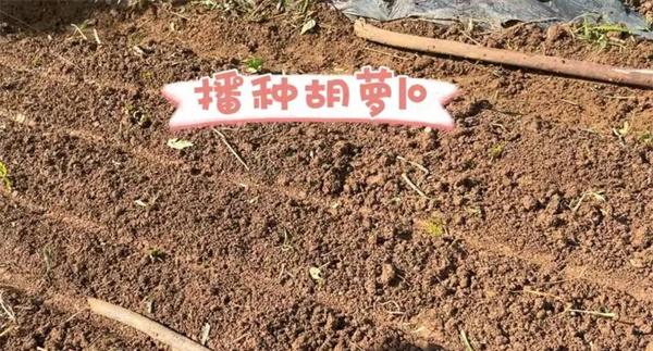 胡萝卜秋季播种注意事项