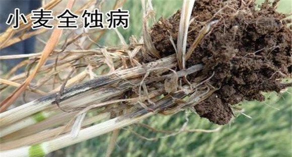 小麦全蚀病的预防与防治技术要点