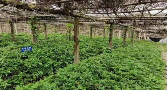 注意调节天棚的透光度