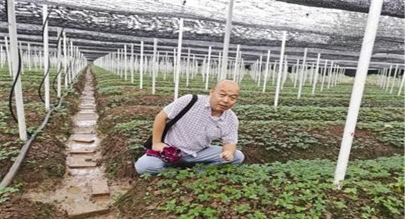 三七怎样种植和管理