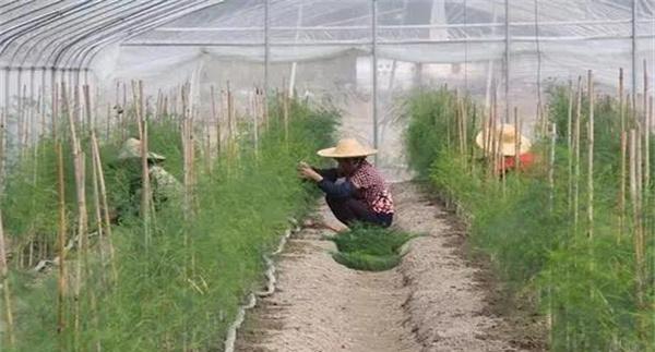 芦笋采收结束后的施肥方法