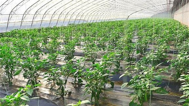 大棚辣椒亩产量一般多少斤